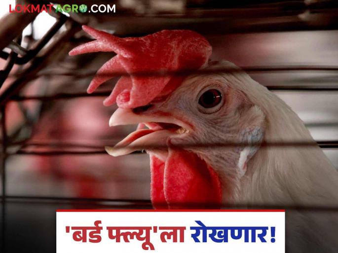 This district took the first step to prevent bird flu as soon as it was reported; Eight 'Rapid Response Teams' will be on the lookout | चाहूल लागताच 'बर्ड फ्ल्यू'ला रोखण्यासाठी 'या' जिल्ह्याने उचलले पहिले पाऊल; आठ 'रॅपिड रिस्पॉन्स टीम' ठेवणार लक्ष This district took the first step to prevent bird flu as soon as it was reported; Eight 'Rapid Response Teams' will be on the lookout | चाहूल लागताच 'बर्ड फ्ल्यू'ला रोखण्यासाठी 'या' जिल्ह्याने उचलले पहिले पाऊल; आठ 'रॅपिड रिस्पॉन्स टीम' ठेवणार लक्ष