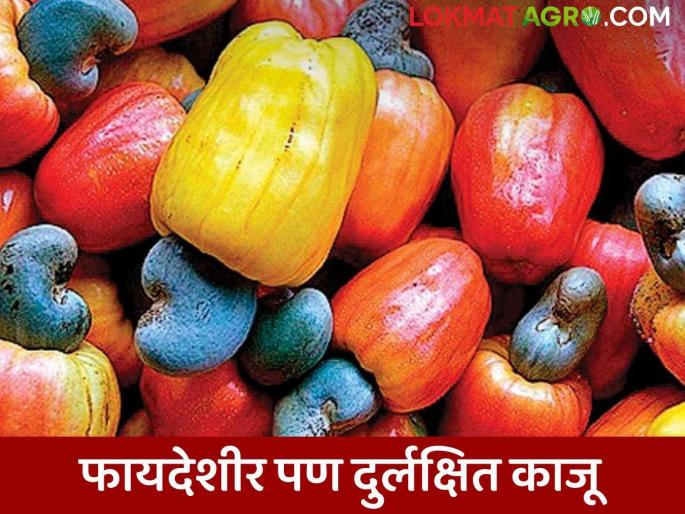 Processors do not come forward to process cashew nuts; lakhs of tons of cashew nuts are thrown away | काजू बोंडावर प्रक्रिया करण्यासाठी प्रक्रियादार पुढे येईना; लाखो टन काजू बोंडे दिली जातात फेकून