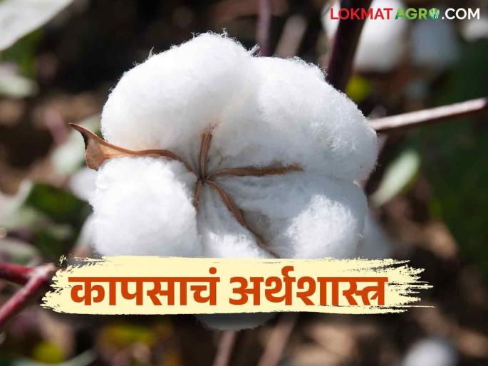 Cotton Farming Economics : Cotton production declined; This year, even if the expenses are not taken into account, the wages of the workers are increasing day by day | Cotton Farming Economics : कापूस उत्पादन घटले; यंदा खर्चही हाती लागेना त्यात वेचणीची मजूरी दिवसेंदिवस वाढती Cotton Farming Economics : Cotton production declined; This year, even if the expenses are not taken into account, the wages of the workers are increasing day by day | Cotton Farming Economics : कापूस उत्पादन घटले; यंदा खर्चही हाती लागेना त्यात वेचणीची मजूरी दिवसेंदिवस वाढती