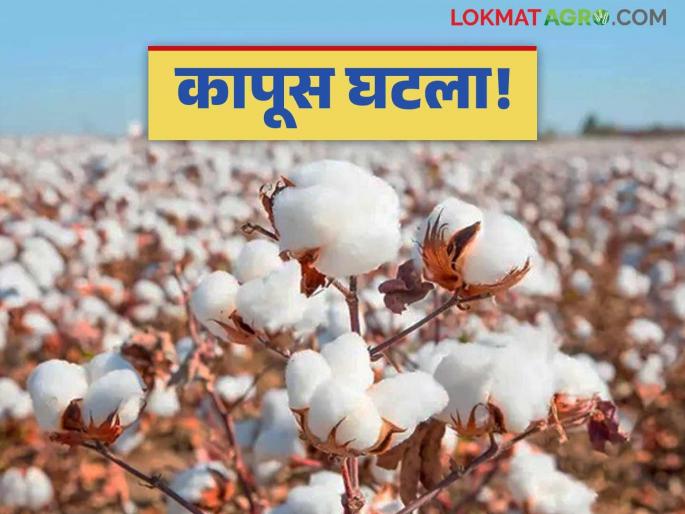 The closure of CCI's procurement center has created a major crisis for the cotton stored by farmers. | सीसीआयचे खरेदी केंद्र बंद झाल्याने शेतकऱ्यांनी साठा करून ठेवलेल्या कापसावर मोठे संकट The closure of CCI's procurement center has created a major crisis for the cotton stored by farmers. | सीसीआयचे खरेदी केंद्र बंद झाल्याने शेतकऱ्यांनी साठा करून ठेवलेल्या कापसावर मोठे संकट