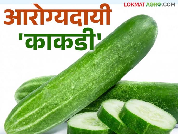 Cucumber is beneficial in summer; Read the health benefits of cucumber | उन्हाळ्यात फायद्याची गुणकारी काकडी; वाचा काकडीचे आरोग्यदायी फायदे Cucumber is beneficial in summer; Read the health benefits of cucumber | उन्हाळ्यात फायद्याची गुणकारी काकडी; वाचा काकडीचे आरोग्यदायी फायदे