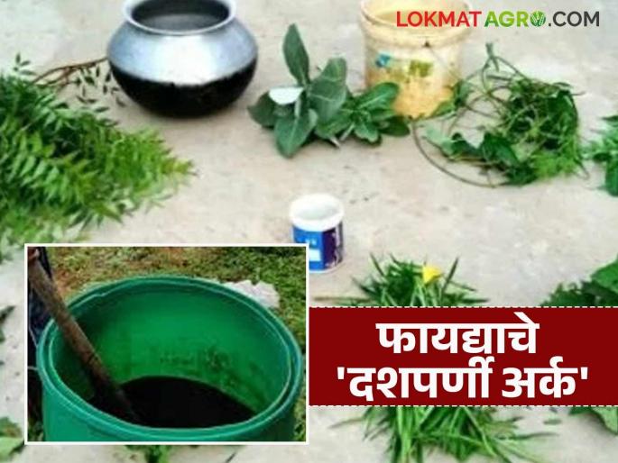 Farmers' natural pesticide friend Dashaparni extract; A reliable way to increase production at low cost | शेतकऱ्यांचा नैसर्गिक कीटकनाशक मित्र दशपर्णी अर्क; कमी खर्चात जास्त उत्पादनाचा विश्वासू मार्ग