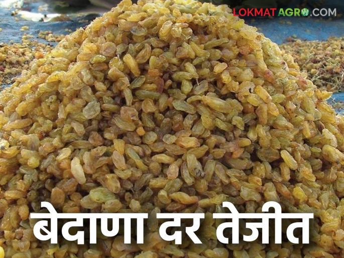 Bedana Bazaar Bhav: Currant prices rise in the market; Read what is the price being offered | Bedana Bajar Bhav : बाजारात बेदाणा दरात तेजी; वाचा काय मिळतोय दर Bedana Bazaar Bhav: Currant prices rise in the market; Read what is the price being offered | Bedana Bajar Bhav : बाजारात बेदाणा दरात तेजी; वाचा काय मिळतोय दर