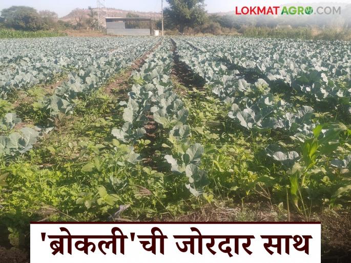 Success Story: Ten tons of production in 25 gunthe area; Foreign vegetables appeal to the farmers of Marathwada | Success Story : २५ गुंठे क्षेत्रात दहा टनांचे उत्पादन; परदेशी भाजीपाल्यांचा मराठवाड्याच्या शेतकऱ्यांना लळा Success Story: Ten tons of production in 25 gunthe area; Foreign vegetables appeal to the farmers of Marathwada | Success Story : २५ गुंठे क्षेत्रात दहा टनांचे उत्पादन; परदेशी भाजीपाल्यांचा मराठवाड्याच्या शेतकऱ्यांना लळा
