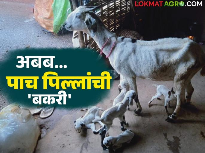 The goat in Govardhanrao's shed has given birth to five kids for the fifth time; the goat is becoming a topic of discussion in the area | गोवर्धनरावांच्या गोठ्यातील बकरीने पाचव्यांदा दिला पाच पिल्लांना जन्म; परिसरात चर्चेचा विषय ठरतेय बकरी The goat in Govardhanrao's shed has given birth to five kids for the fifth time; the goat is becoming a topic of discussion in the area | गोवर्धनरावांच्या गोठ्यातील बकरीने पाचव्यांदा दिला पाच पिल्लांना जन्म; परिसरात चर्चेचा विषय ठरतेय बकरी