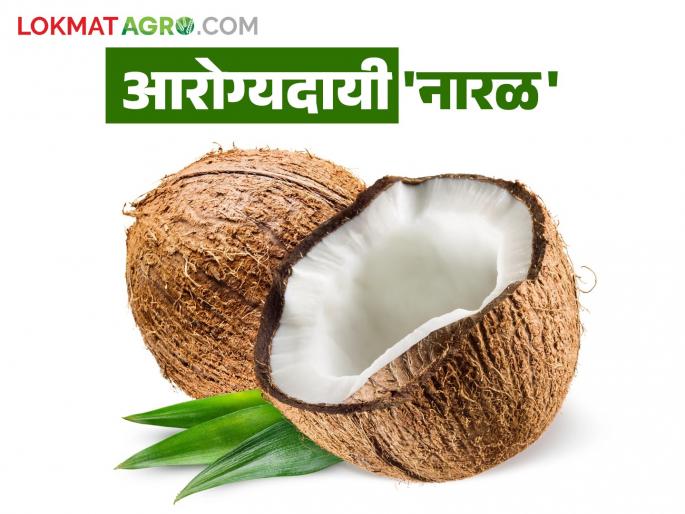 Regular consumption of coconut will provide vitality; coconut is the key to good health | नारळाच्या नियमित सेवनाने मिळेल उभारी; सदृढ आरोग्याची नारळ आहे गुरुकिल्ली Regular consumption of coconut will provide vitality; coconut is the key to good health | नारळाच्या नियमित सेवनाने मिळेल उभारी; सदृढ आरोग्याची नारळ आहे गुरुकिल्ली