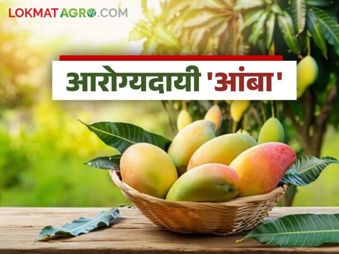 Amritphal mango is beneficial for various diseases; Bark, blossom, fruit, leaves, all have importance in Ayurveda | अमृतफळ आंबा आहे विविध आजारांवर गुणकारी; साल, मोहोर, फळ, पाणे, सर्वांचे आयुर्वेदात महत्त्व