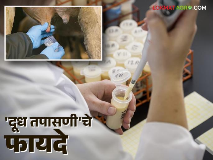Just do the milk test on time and mastitis will be cured. | वेळेवर करा फक्त दूध तपासणी मस्टाटीसची होईल गोठ्यातून सुट्टी Just do the milk test on time and mastitis will be cured. | वेळेवर करा फक्त दूध तपासणी मस्टाटीसची होईल गोठ्यातून सुट्टी