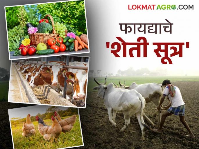 Profitable Farming Formula: Integrated farming method will increase production; Economic prosperity | Profitable Farming Formula : एकात्मिक शेती पद्धतीद्वारे उत्पादनात होईल वाढ; आर्थिकतेची भरभराट Profitable Farming Formula: Integrated farming method will increase production; Economic prosperity | Profitable Farming Formula : एकात्मिक शेती पद्धतीद्वारे उत्पादनात होईल वाढ; आर्थिकतेची भरभराट