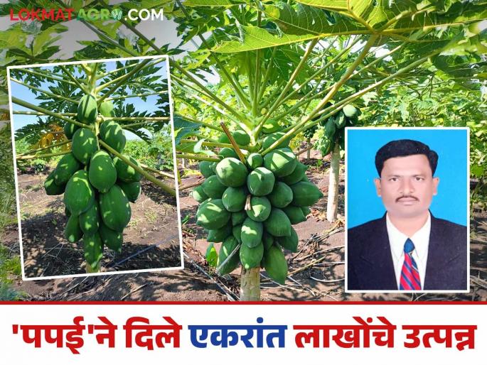 Success Story: The fertile land in Malrana turned into gold; Shivrajrao's hard work was rewarded with papaya | Success Story : माळरानावरील पडीक जमिनीचे केले सोने; शिवराजरावांच्या कष्टाचे पपईने फेडले पांग सारे Success Story: The fertile land in Malrana turned into gold; Shivrajrao's hard work was rewarded with papaya | Success Story : माळरानावरील पडीक जमिनीचे केले सोने; शिवराजरावांच्या कष्टाचे पपईने फेडले पांग सारे