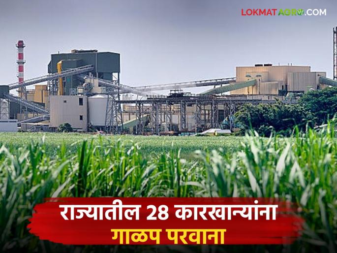 28 sugar factories in the state have received crushing licenses; licenses of 33 factories are under inspection by the Commissionerate | राज्यातील २८ साखर कारखान्यांना मिळाला गाळप परवाना; ३३ कारखान्यांचे परवाने आयुक्तालयाच्या तपासणीत