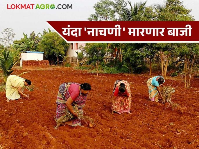 The sweetness of nachani has increased once again due to 'that' reason. The cultivation area of 'this' district has increased this year. | 'त्या' एका कारणाने पुन्हा एकदा नाचणीची गोडी वाढली 'या' जिल्ह्याच्या लागवड क्षेत्रात यंदा वाढ