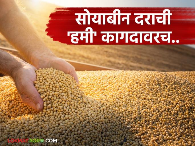 Market committees are silent; Soybean is being purchased openly at a low rate! When will the government's procurement centers open? | बाजार समित्या मूग गिळून गप्प; रूपये कमी दराने खुलेआम सोयाबीन खरेदी! शासनाची खरेदी केंद्रे सुरू होणार तरी कधी?