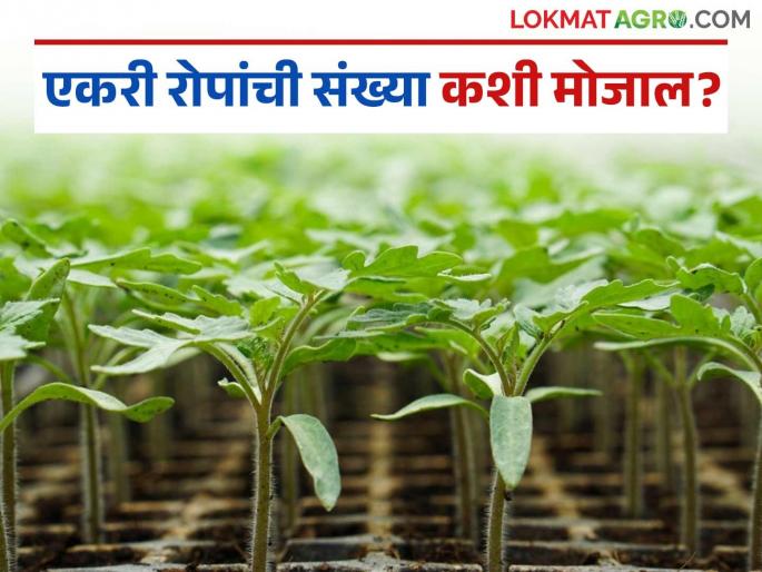 How many plants per acre? Find out the number of plants per acre in the field with the help of this formula | एक एकरात किती रोपे? जाणून घ्या 'या' सूत्राच्या मदतीने शेतातील एकरी रोपांची संख्या