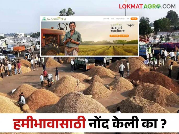 This year, agricultural produce should be sold at a guaranteed price; So advance registration on E Samriddhi is required | यंदा हमीभावाने शेतीमाल विक्री करायचा; तर ई समृद्धीवर आगाऊ नोंदणी गरजेची This year, agricultural produce should be sold at a guaranteed price; So advance registration on E Samriddhi is required | यंदा हमीभावाने शेतीमाल विक्री करायचा; तर ई समृद्धीवर आगाऊ नोंदणी गरजेची