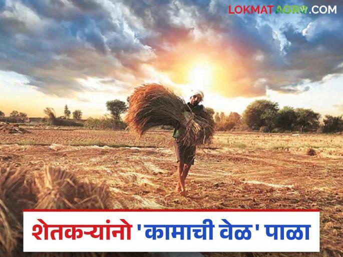 Farmers, be careful while farming; the chances of heatstroke have increased | शेतकरी दादांनो अन् ताईंनो शेतकाम करतांना काळजी घ्या; उष्माघात होण्याची शक्यता वाढली Farmers, be careful while farming; the chances of heatstroke have increased | शेतकरी दादांनो अन् ताईंनो शेतकाम करतांना काळजी घ्या; उष्माघात होण्याची शक्यता वाढली