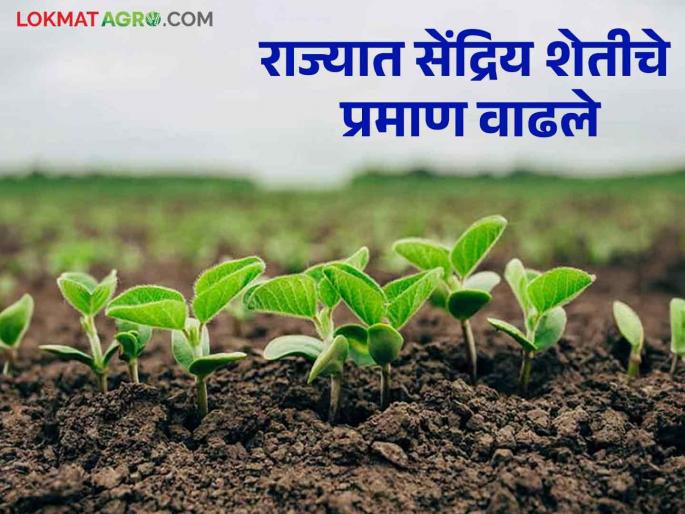 Organic Farming: Two lakh hectares of agriculture in the state has come under organic farming | Organic Farming : राज्यात दोन लाख हेक्टरवरील शेती आली सेंद्रिय पिकाखाली Organic Farming: Two lakh hectares of agriculture in the state has come under organic farming | Organic Farming : राज्यात दोन लाख हेक्टरवरील शेती आली सेंद्रिय पिकाखाली