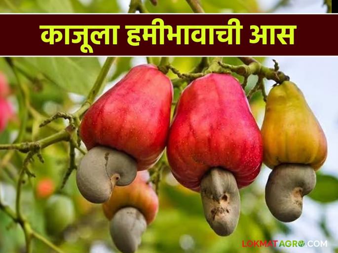 Cashew, which determines the economy of Konkan, hopes for a guaranteed price; Farmers are in trouble as production costs are not covered | कोकणातील अर्थकारण ठरविणाऱ्या काजूला हमीभावाची आस; उत्पादन खर्च ही निघत नसल्याने शेतकरी अडचणीत Cashew, which determines the economy of Konkan, hopes for a guaranteed price; Farmers are in trouble as production costs are not covered | कोकणातील अर्थकारण ठरविणाऱ्या काजूला हमीभावाची आस; उत्पादन खर्च ही निघत नसल्याने शेतकरी अडचणीत