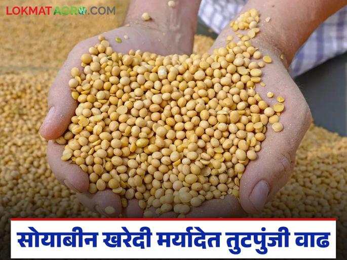 Minor increase in state's soybean procurement limit, keeping district with less area at the top | कमी क्षेत्र असलेला जिल्हा अव्वल ठेवत राज्याच्या साेयाबीन खरेदी मर्यादेत तुटपुंजी वाढ Minor increase in state's soybean procurement limit, keeping district with less area at the top | कमी क्षेत्र असलेला जिल्हा अव्वल ठेवत राज्याच्या साेयाबीन खरेदी मर्यादेत तुटपुंजी वाढ