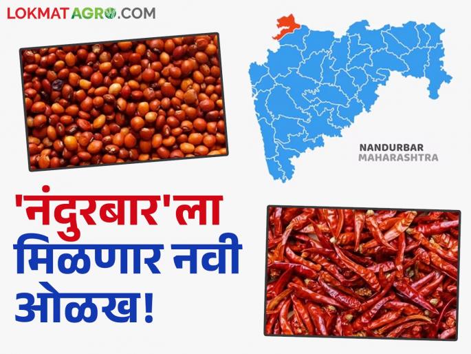 'Nandurbar' GI chilli and tur will be exported across the country; activities are accelerating | 'नंदुरबार'ची जीआय प्राप्त मिरची व तूर होणार देशभर निर्यात; हालचालींना वेग