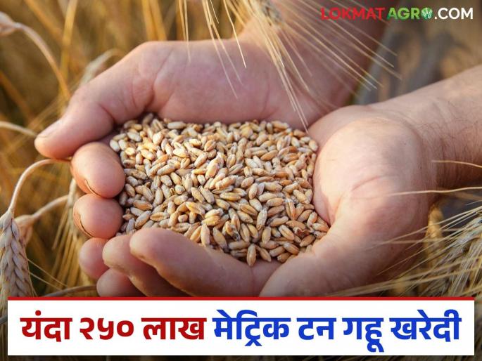 This year's government wheat procurement crosses 250 lakh metric tonnes mark; 21.03 lakh farmers receive Rs 62155.96 crore as MSP | यंदाच्या शासकीय गहू खरेदीने ओलांडला २५० लाख मेट्रिक टनांचा टप्पा; २१.०३ लाख शेतकऱ्यांना एमएसपीपोटी ६२१५५.९६ कोटी रुपये प्राप्त