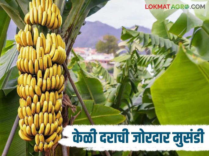 Banana Market: Demand increased due to Kumbh Mela; Good days for banana producers | Banana Market : कुंभमेळ्याने वाढली मागणी; केळी उत्पादकांना आले अच्छे दिन Banana Market: Demand increased due to Kumbh Mela; Good days for banana producers | Banana Market : कुंभमेळ्याने वाढली मागणी; केळी उत्पादकांना आले अच्छे दिन