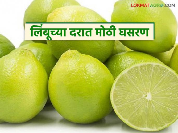 Farmers are worried as lemon prices fall in the market; they are not even able to cover the cost of production | बाजारात लिंबूचे दर घसरल्याने शेतकरी हवालदिल; उत्पादन खर्चही हाती लागेना