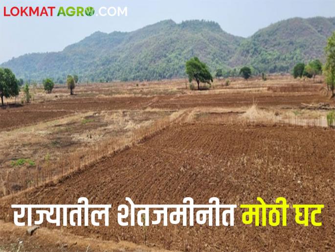 Maharashtra's agricultural area has decreased by more than fifty percent; 3.25 lakh hectares of agricultural land has decreased in five years | पन्नास टक्क्यांहून अधिक महाराष्ट्राचे कृषीक्षेत्र झाले कमी; पाच वर्षांत घटली ३.२५ लाख हेक्टर शेतजमीन Maharashtra's agricultural area has decreased by more than fifty percent; 3.25 lakh hectares of agricultural land has decreased in five years | पन्नास टक्क्यांहून अधिक महाराष्ट्राचे कृषीक्षेत्र झाले कमी; पाच वर्षांत घटली ३.२५ लाख हेक्टर शेतजमीन
