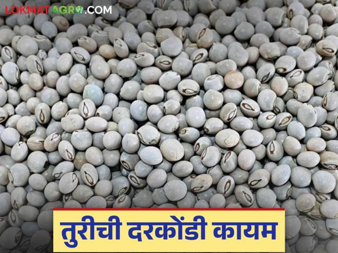 Tur Market: When will the tur rate increase? Producer Farmer worried | Tur Market : तूर दर वधारणार कधी? उत्पादक शेतकरी चिंतेत