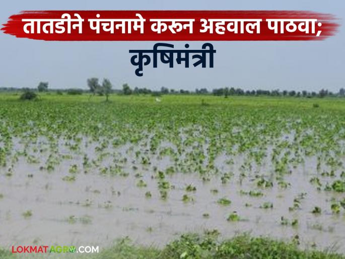 Heavy rains cause damage to crops on 9 lakh hectares in the state; Agriculture Department directed to immediately conduct a Panchnama and send a report | अतिवृष्टीमुळे राज्यात ९ लाख हेक्टरवरील पिकांचे नुकसान; तातडीने पंचनामे करून अहवाल पाठवण्याचे कृषी विभागाला निर्देश