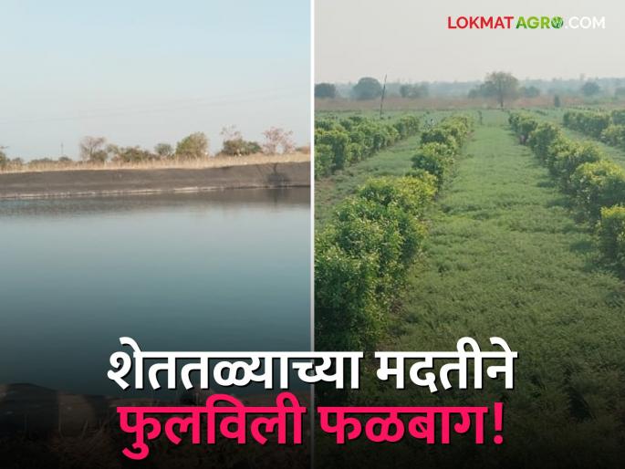 Success Story: Farm pond gave rise; Balasahebrao overcomes water scarcity and achieves economic prosperity through orchards | Success Story : शेततळ्याने दिली उभारी; बाळासाहेबरावांची पाणी टंचाईवर मात करत फळबागेतून आर्थिक उन्नती Success Story: Farm pond gave rise; Balasahebrao overcomes water scarcity and achieves economic prosperity through orchards | Success Story : शेततळ्याने दिली उभारी; बाळासाहेबरावांची पाणी टंचाईवर मात करत फळबागेतून आर्थिक उन्नती