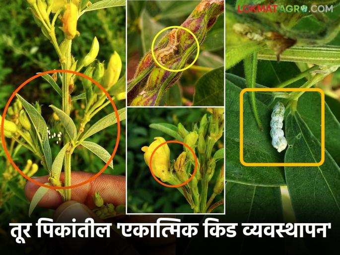 Pigeon Pea Crop Management: Integrated Pest Management of Pigeon Pea Crops for Pod Borer and Other Major Pests | Pigeon Pea Crop Management : तूर पिकांतील शेंगा पोखरणारी अळी सह प्रमुख किडीचे 'असे' करा एकात्मिक किड व्यवस्थापन Pigeon Pea Crop Management: Integrated Pest Management of Pigeon Pea Crops for Pod Borer and Other Major Pests | Pigeon Pea Crop Management : तूर पिकांतील शेंगा पोखरणारी अळी सह प्रमुख किडीचे 'असे' करा एकात्मिक किड व्यवस्थापन