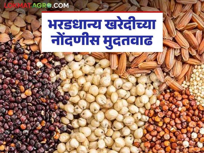 Registration on government portal for purchasing coarse grains extended till January 15 | भरडधान्य खरेदीच्या शासकीय पोर्टलवरील नोंदणीस १५ जानेवारीपर्यंत मुदतवाढ Registration on government portal for purchasing coarse grains extended till January 15 | भरडधान्य खरेदीच्या शासकीय पोर्टलवरील नोंदणीस १५ जानेवारीपर्यंत मुदतवाढ