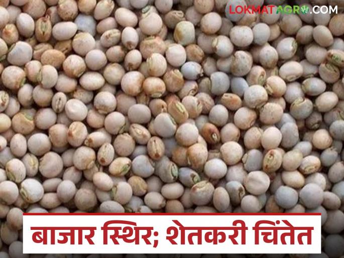 Tur market in the state is stable; Read where and how much Tur was sold today | राज्यातील तूर बाजार स्थिर; वाचा आज कुठे किती मिळाला तुरीला भाव Tur market in the state is stable; Read where and how much Tur was sold today | राज्यातील तूर बाजार स्थिर; वाचा आज कुठे किती मिळाला तुरीला भाव