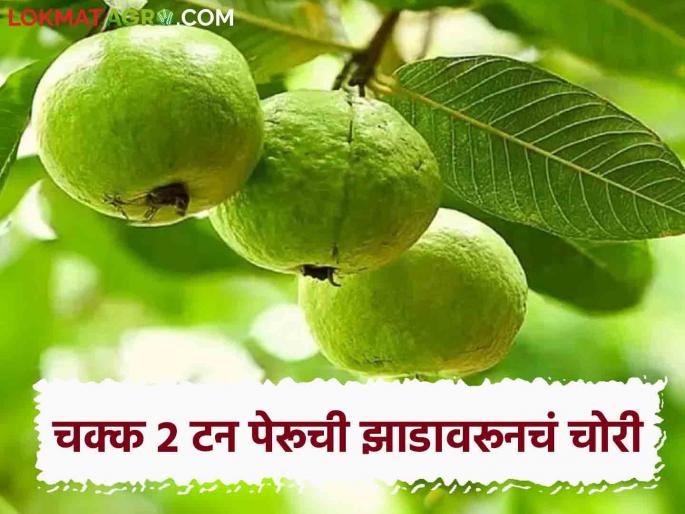 Guava Theft: Bargain with trader at night and 2 tons of guava missing from the trees in the morning; Complaint against unknown thief in police | Guava Theft : रात्री व्यापाऱ्यासोबत सौदा अन् सकाळी झाडांवरील २ टन पेरूचं गायब; पोलिसांत अज्ञात चोरट्याविरुद्ध तक्रार Guava Theft: Bargain with trader at night and 2 tons of guava missing from the trees in the morning; Complaint against unknown thief in police | Guava Theft : रात्री व्यापाऱ्यासोबत सौदा अन् सकाळी झाडांवरील २ टन पेरूचं गायब; पोलिसांत अज्ञात चोरट्याविरुद्ध तक्रार