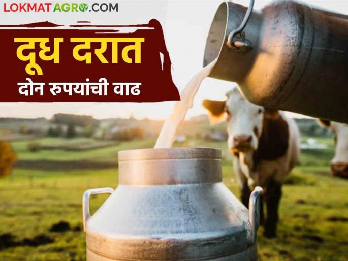 Milk Rate : Dussehra-Diwali will be sweet; Farmers will get Rs 2 difference in milk price | Milk Rate : दसरा-दिवाळी होणार गोड; शेतकऱ्यांना मिळणार दूध दरात दोन रुपयांचा फरक