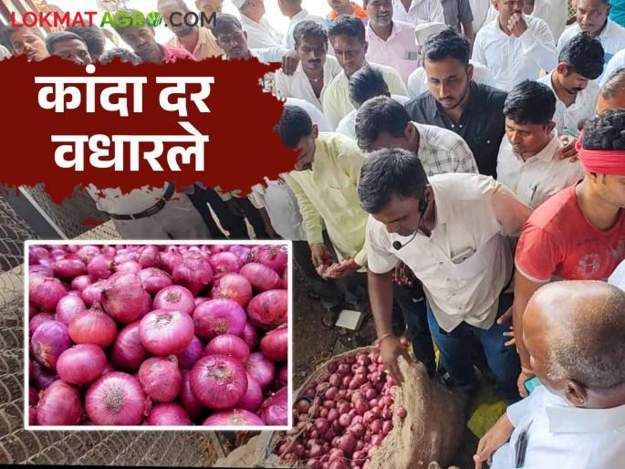 Onion Market: Onion price increased in Ghodegaon market; Read how much the rate is getting | Onion Market : घोडेगाव बाजारात कांदा दर वधारले; वाचा किती मिळतोय दर Onion Market: Onion price increased in Ghodegaon market; Read how much the rate is getting | Onion Market : घोडेगाव बाजारात कांदा दर वधारले; वाचा किती मिळतोय दर