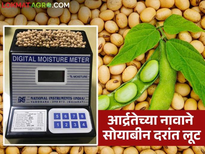 Soybean Market Update: Soybean producers are being exploited in the market under the guise of humidity; No one has control over the humidity meter | Soybean Market Update : बाजारात आर्द्रतेच्या नावाने सोयाबीन उत्पादक शेतकऱ्यांची लूट; आर्द्रता मोजमाप मीटरवर कुणाचेही नियंत्रण नाही Soybean Market Update: Soybean producers are being exploited in the market under the guise of humidity; No one has control over the humidity meter | Soybean Market Update : बाजारात आर्द्रतेच्या नावाने सोयाबीन उत्पादक शेतकऱ्यांची लूट; आर्द्रता मोजमाप मीटरवर कुणाचेही नियंत्रण नाही