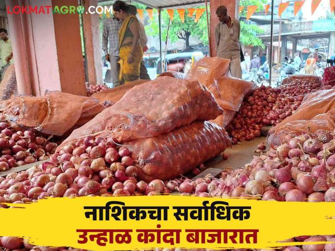 Onion Market Rate : Nashik's summer onion market rate; Read what rates are available | Onion Market Rate : नाशिकच्या उन्हाळ कांद्याचा बाजारात तोरा; वाचा काय मिळतोय दर Onion Market Rate : Nashik's summer onion market rate; Read what rates are available | Onion Market Rate : नाशिकच्या उन्हाळ कांद्याचा बाजारात तोरा; वाचा काय मिळतोय दर