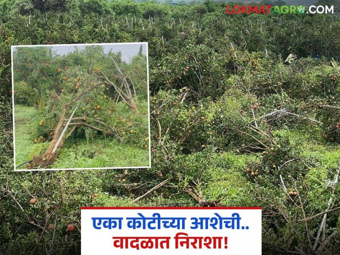 The storm destroyed an eight-acre pomegranate orchard and shattered the dream of a son becoming a doctor in an instant. | वादळामुळे आठ एकरांवरील डाळिंबाची बाग झाली उद्ध्वस्त अन् क्षणात मुलाला डॉक्टर करायचे स्वप्नही भंगले The storm destroyed an eight-acre pomegranate orchard and shattered the dream of a son becoming a doctor in an instant. | वादळामुळे आठ एकरांवरील डाळिंबाची बाग झाली उद्ध्वस्त अन् क्षणात मुलाला डॉक्टर करायचे स्वप्नही भंगले