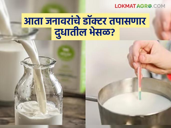 Big change in Animal Husbandry Department; Now these new officers will monitor milk adulteration and food factories | पशुसंवर्धन विभागात मोठा बदल; आता दुधातील भेसळ आणि खाद्य कारखान्यांवर लक्ष ठेवणार ‘हे’ नवे अधिकारी Big change in Animal Husbandry Department; Now these new officers will monitor milk adulteration and food factories | पशुसंवर्धन विभागात मोठा बदल; आता दुधातील भेसळ आणि खाद्य कारखान्यांवर लक्ष ठेवणार ‘हे’ नवे अधिकारी