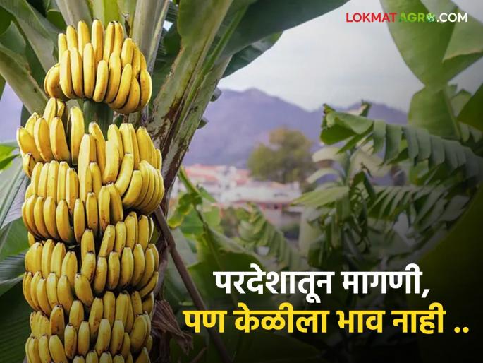 Banana Market Dandegaon's banana demand abroad; But did not get price | Banana Market दांडेगावच्या केळीला परदेशात मागणी; पण भावच मिळेना Banana Market Dandegaon's banana demand abroad; But did not get price | Banana Market दांडेगावच्या केळीला परदेशात मागणी; पण भावच मिळेना