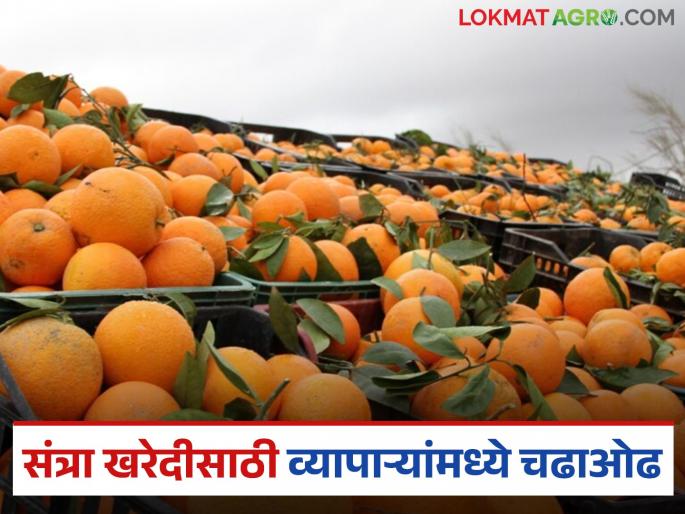 Markets rise at the end of the season; traders compete to buy oranges | हंगामाच्या शेवटी बाजार वधारले; व्यापाऱ्यांमध्ये संत्रा खरेदीसाठी चढाओढ