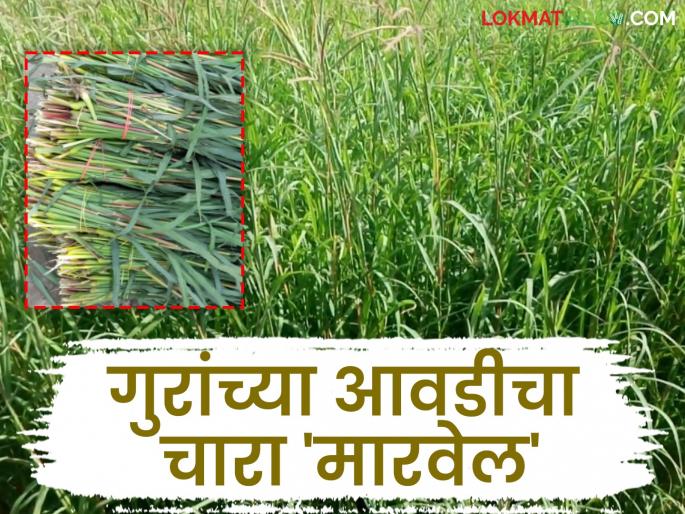 This year, be sure to plant kand grass; along with milk production, you will be assured of green fodder throughout the year | यंदा अवश्य करा लागवड कांडी गवताची; दूध उत्पादनसह असेल खात्री वर्षभर हिरव्या चाऱ्याची This year, be sure to plant kand grass; along with milk production, you will be assured of green fodder throughout the year | यंदा अवश्य करा लागवड कांडी गवताची; दूध उत्पादनसह असेल खात्री वर्षभर हिरव्या चाऱ्याची