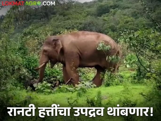 Forest Minister directs forces to prevent wild elephant infestation | रानटी हत्तींचा उपद्रव रोखण्यासाठी दल; वनमंत्र्यांचे निर्देश Forest Minister directs forces to prevent wild elephant infestation | रानटी हत्तींचा उपद्रव रोखण्यासाठी दल; वनमंत्र्यांचे निर्देश
