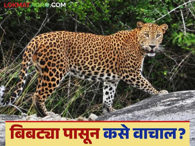 Safety Tips From Leopards: Some important tips to stay safe from leopards | Safety Tips From Leopards : बिबट्या पासून सुरक्षित राहण्यासाठी काही महत्त्वाच्या टिप्स Safety Tips From Leopards: Some important tips to stay safe from leopards | Safety Tips From Leopards : बिबट्या पासून सुरक्षित राहण्यासाठी काही महत्त्वाच्या टिप्स
