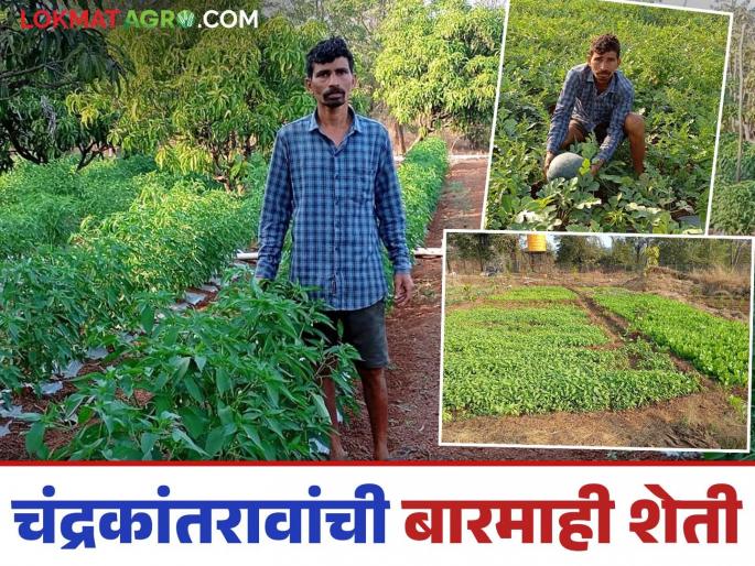 Success Story: Leaving a job in Mumbai, he pursued farming; Chandrakantrao's innovative passion for mixed vegetable production | Success Story : मुंबईतील नोकरीला फाटा देत धरली शेतीची कास; चंद्रकांतरावांचा मिश्र भाजीपाला उत्पादनाचा नावीन्यपूर्ण ध्यास Success Story: Leaving a job in Mumbai, he pursued farming; Chandrakantrao's innovative passion for mixed vegetable production | Success Story : मुंबईतील नोकरीला फाटा देत धरली शेतीची कास; चंद्रकांतरावांचा मिश्र भाजीपाला उत्पादनाचा नावीन्यपूर्ण ध्यास