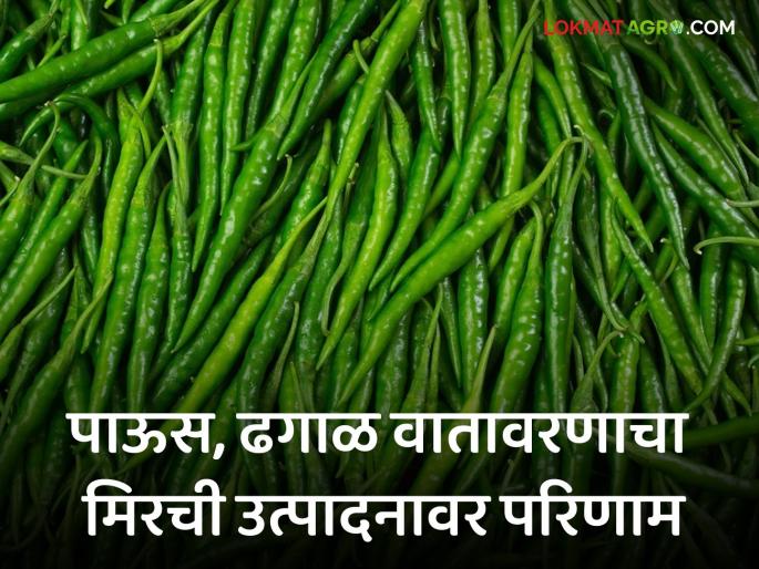 Green Chilli Market: Due to repeated rains and cloudy weather, the price of summer chillies has fallen, causing huge loss to the producers | Green Chilli Market : रिपरिप पाऊस अन् ढगाळ वातावरणामुळे उन्हाळी मिरचीला मातीमोल भाव, उत्पादकांचे मोठे नुकसान Green Chilli Market: Due to repeated rains and cloudy weather, the price of summer chillies has fallen, causing huge loss to the producers | Green Chilli Market : रिपरिप पाऊस अन् ढगाळ वातावरणामुळे उन्हाळी मिरचीला मातीमोल भाव, उत्पादकांचे मोठे नुकसान