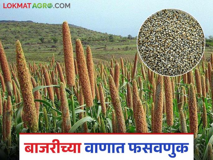 An acre is given as 22 quintals but actually 1 quintal is not produced; There has been fraud in 'this' variety of bajari | एकरी २२ क्विंटल म्हणून दिले मात्र प्रत्यक्षात १ क्विंटल उत्पादन पण येईना; बाजरीच्या 'या' वाणात झालीये फसवणूक An acre is given as 22 quintals but actually 1 quintal is not produced; There has been fraud in 'this' variety of bajari | एकरी २२ क्विंटल म्हणून दिले मात्र प्रत्यक्षात १ क्विंटल उत्पादन पण येईना; बाजरीच्या 'या' वाणात झालीये फसवणूक