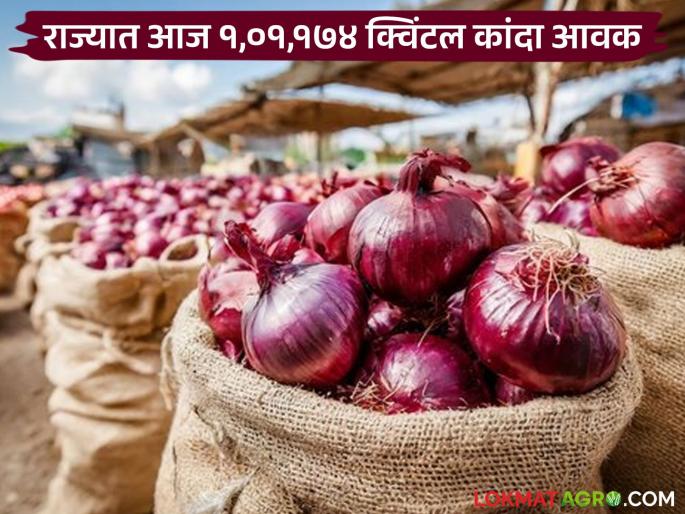Junnar's Chinchwad onion is becoming red and summer onion is gaining ground in the market; Read today's onion market price in the state | जुन्नरचा चिंचवड कांदा ठरतोय लाल आणि उन्हाळ कांद्याला बाजारात वरचढ; वाचा राज्यातील आजचे कांदा बाजारभाव